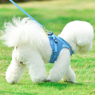 Leashes, Collars & Harnesses