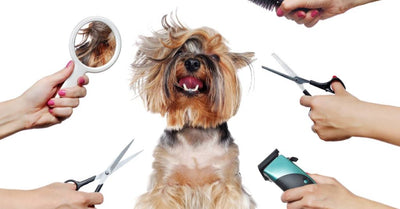 Grooming