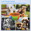 Royal Pets USA Collapsible Dog Travel Bowls, Portable Water Bowl for Dogs or Cats Pet Foldable Feeding Water or Treat for Traveling, Walking & Camping with Carabiner, BPA Free (Blue, 350ml)