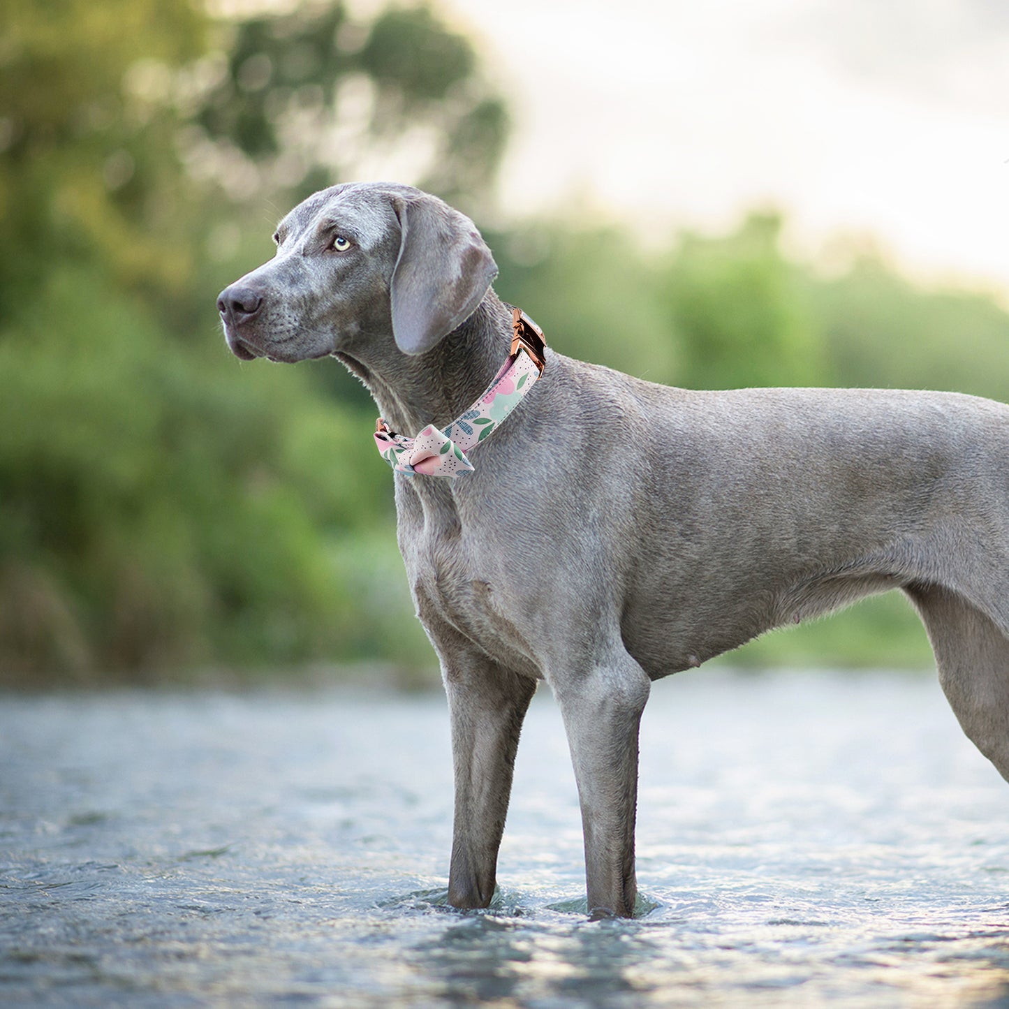 Royal Pets Dog Printed Collar Metal Buckle With Stylish Bow Tie Fashionable - Heavy Duty