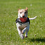ROYAL PETS USA Indestructible, Durable & Tough Spring Dog Chew Toy for Aggressive Chewers. Slow Treat Dispensing Interactive Toys for S, M & L Breed -100% NATURAL RUBBER -10000 BITES TESTED - UNIQUE DESIGN FOR ORAL CARE
