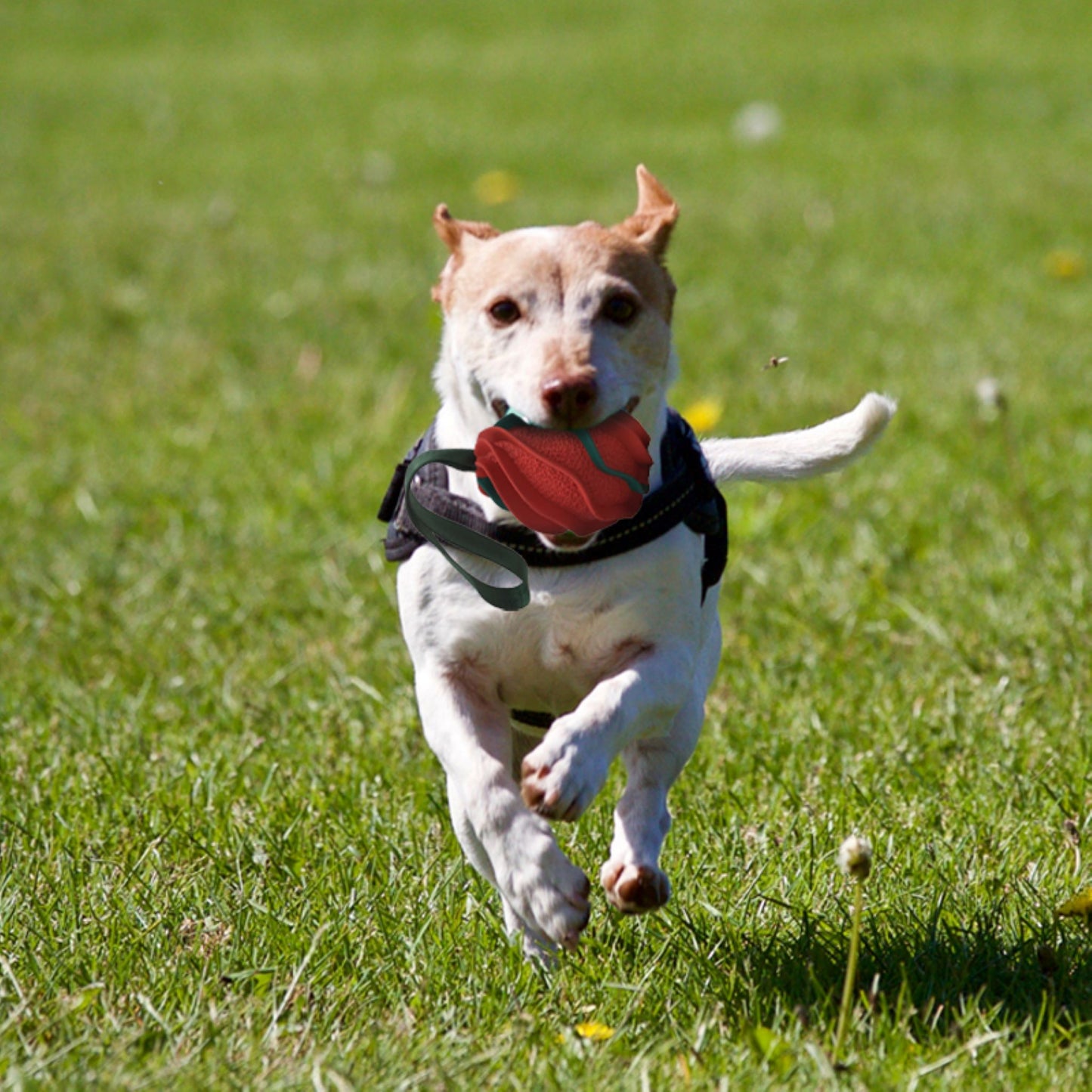 ROYAL PETS USA Indestructible, Durable & Tough Spring Dog Chew Toy for Aggressive Chewers. Slow Treat Dispensing Interactive Toys for S, M & L Breed -100% NATURAL RUBBER -10000 BITES TESTED - UNIQUE DESIGN FOR ORAL CARE