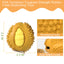 ROYAL PETS USA Indestructible, Durable & Tough Durian Dog Chew Toy for Aggressive Chewers. Slow Treat Dispensing Interactive Toys for S, M & L Breed - 100% NATURAL RUBBER -10000 BITES TESTED - UNIQUE DESIGN FOR ORAL CARE