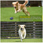 ROYAL PETS USA Indestructible, Durable & Tough Grenade Dog Chew Toy for Aggressive Chewers. Slow Treat Dispensing Interactive Toys for S, M & L Breed- 100% NATURAL RUBBER -10000 BITES TESTED - UNIQUE DESIGN FOR ORAL CARE